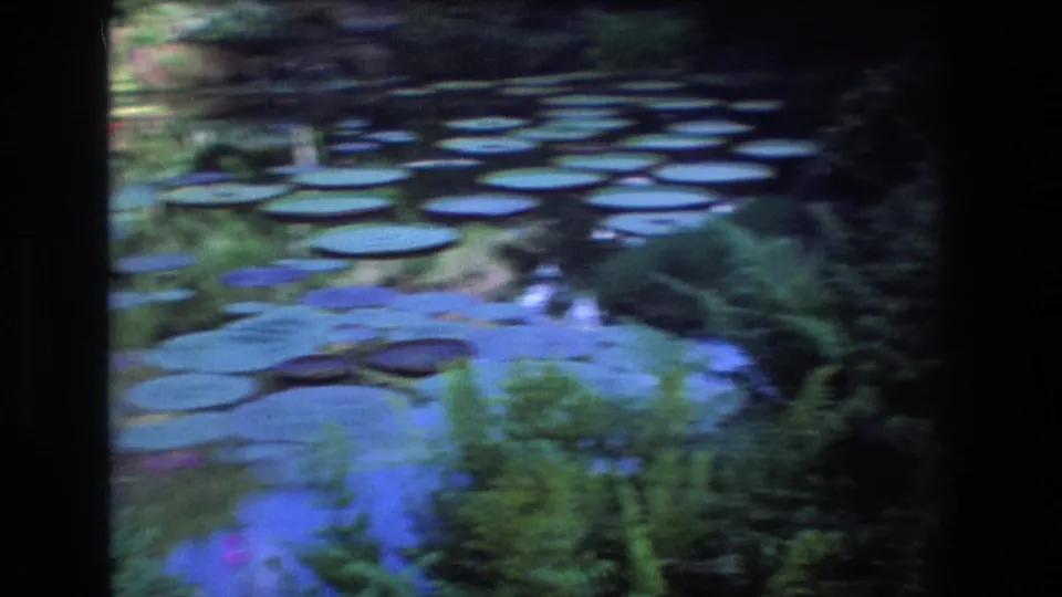 1977 Honolulu 8mm frame showing a shaded garden pond with many lily pads, blue-green reflections, ferns, and dense plants along the waterline.
