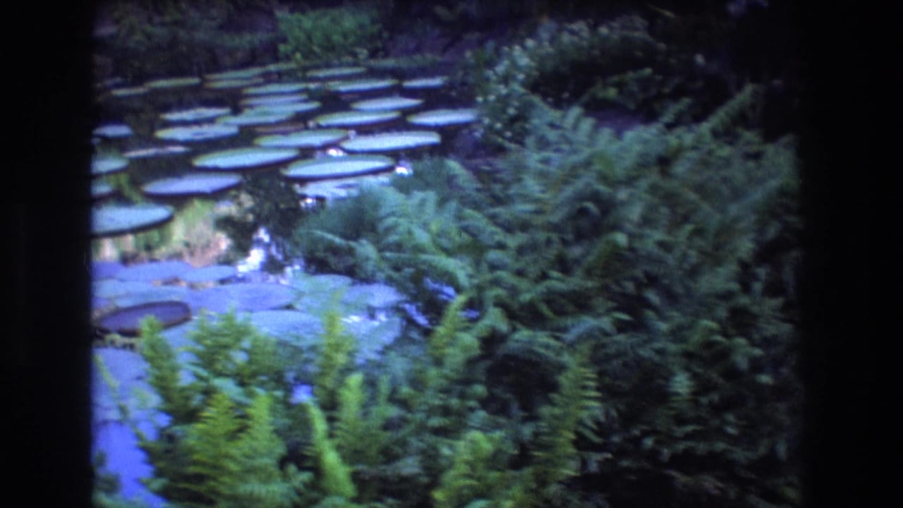 1977 Oahu home-movie frame showing dense tropical foliage, fern-like plants, broad leaves, and a dark reflective water or rock surface at the forest edge.