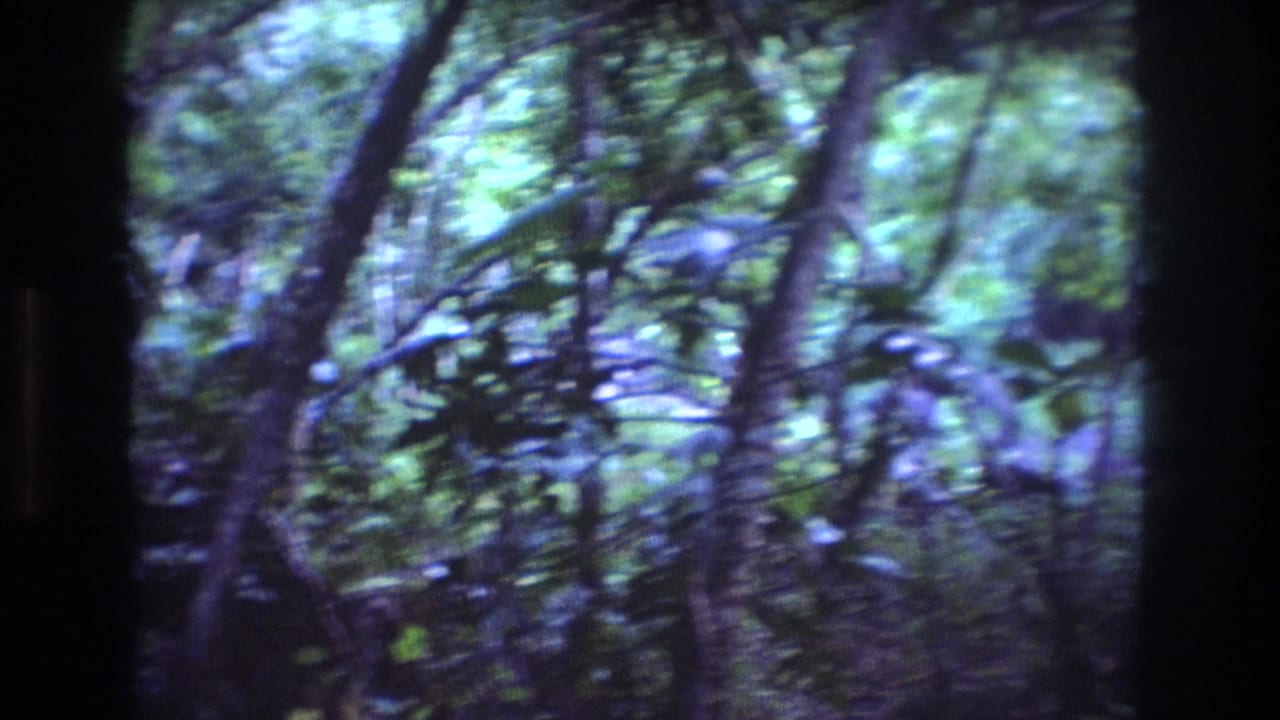 Handheld 8mm view inside an Oahu forest, with tangled branches, leafy canopy, and soft blue-green film color from the 1977 home-movie footage.