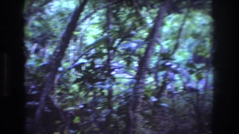 Handheld 8mm view inside an Oahu forest, with tangled branches, leafy canopy, and soft blue-green film color from the 1977 home-movie footage.