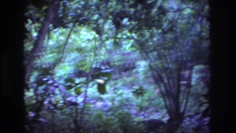 1977 Oahu forest frame with a handheld, soft-focus view of branches, shrubs, layered undergrowth, and filtered light through dense vegetation.