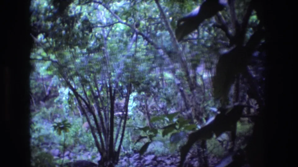 Closing 1977 Oahu home-movie frame showing dense forest interior with thin trunks, leafy plants, dark foreground branches, and shaded tropical ground cover.