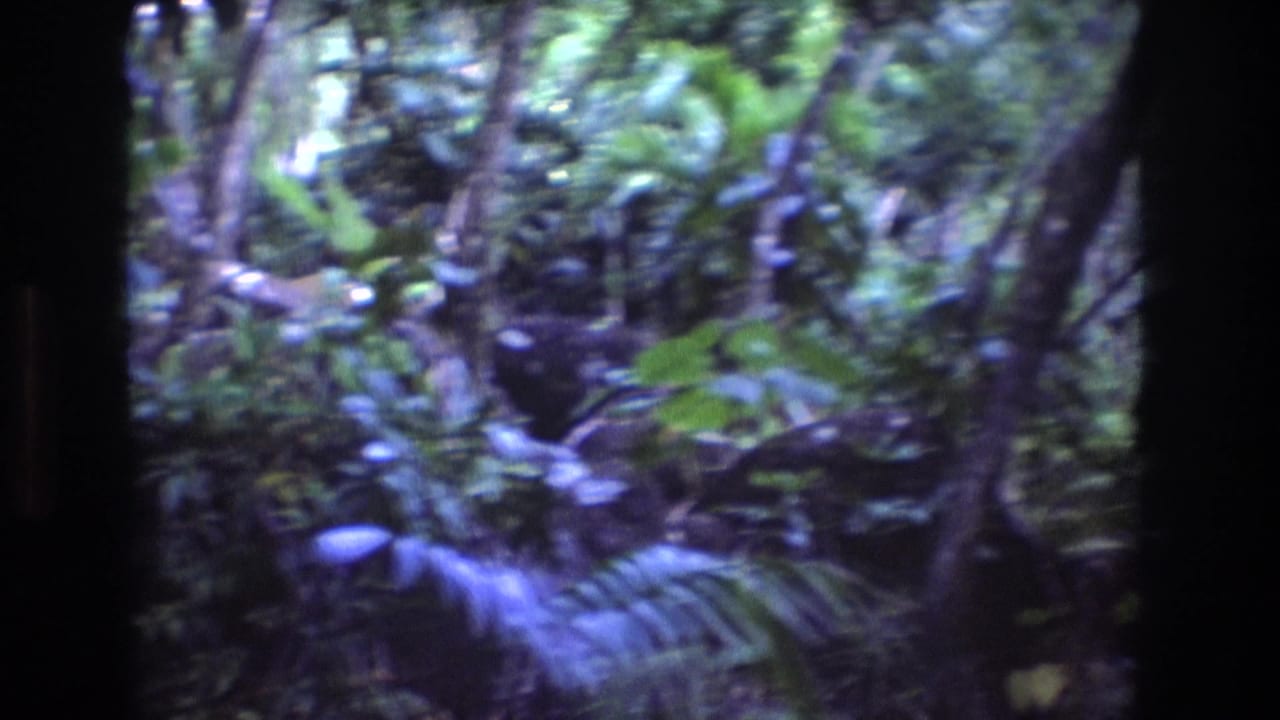 Dense jungle foliage with branches, leaves, and dark frame edges.
