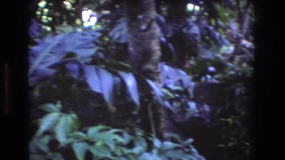 Close 1977 Oahu home-movie view of broad tropical leaves, a tree trunk, and layered undergrowth in soft blue-purple 8mm color.