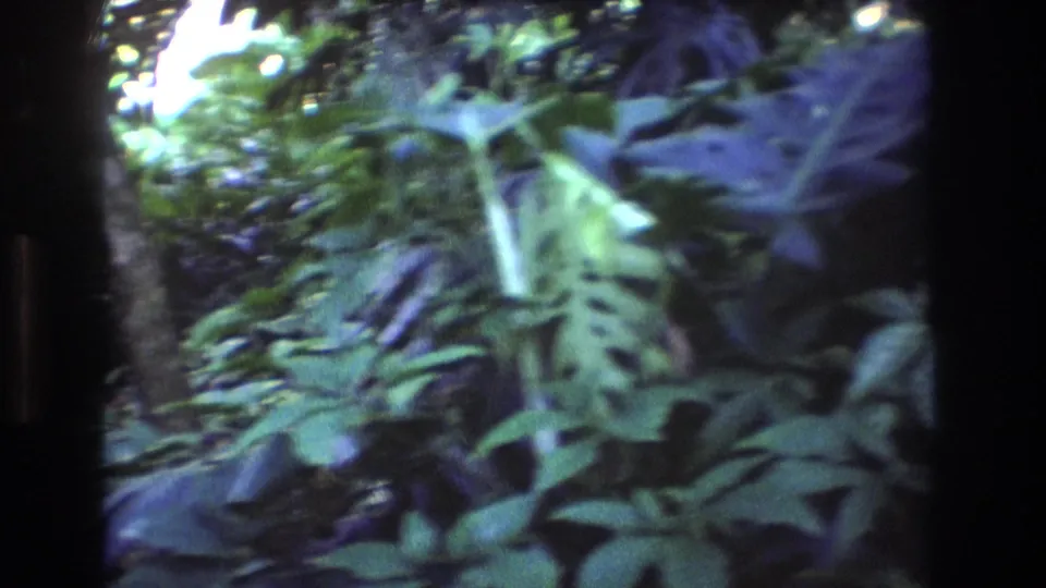 Close-up 1977 Honolulu, Oahu home-movie frame of overlapping broad leaves and dense green undergrowth, with dark 8mm frame edges visible.