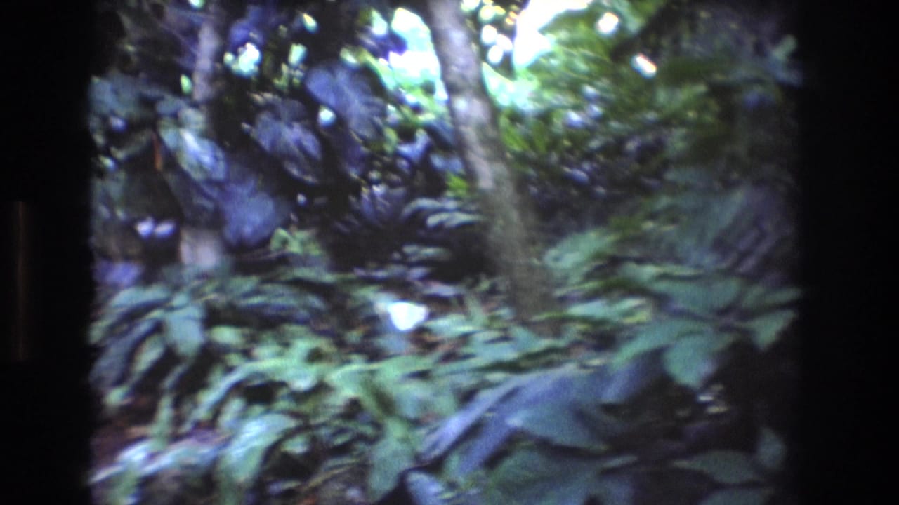 1977 Oahu 8mm home-movie frame showing dense green tropical plants, tree trunks, and a narrow dirt trail partly visible through soft focus.