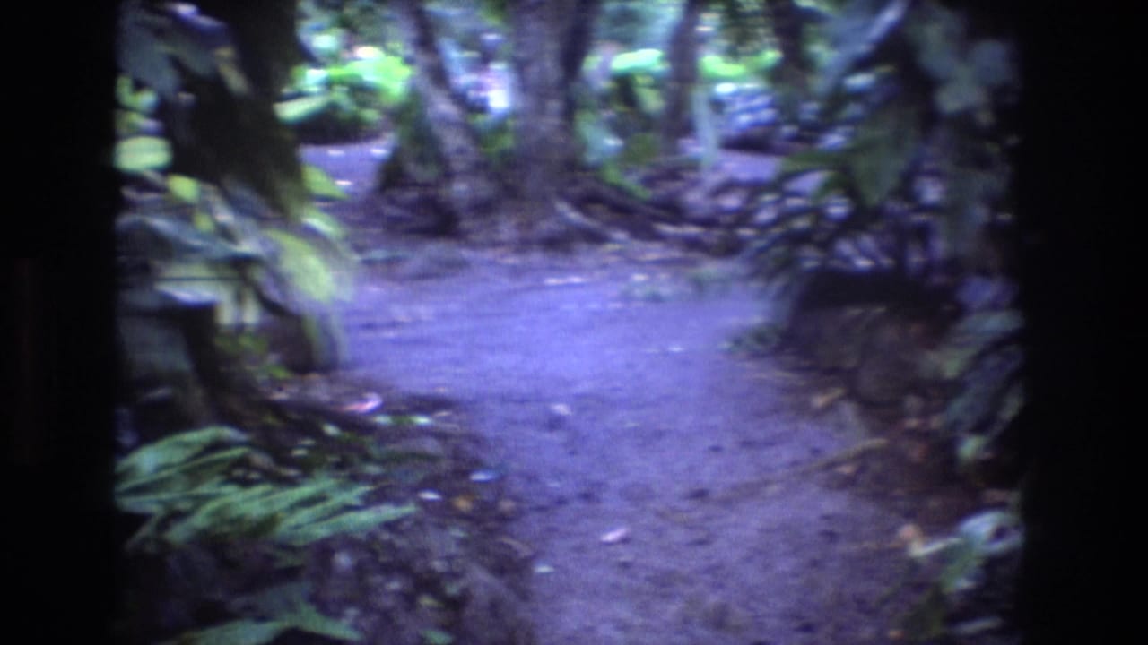 Narrow dirt path curves through dense tropical vegetation.