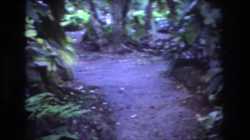 1977 Oahu home-movie frame looking ahead along a shaded dirt nature trail bordered by broad leaves, ferns, and tree trunks.