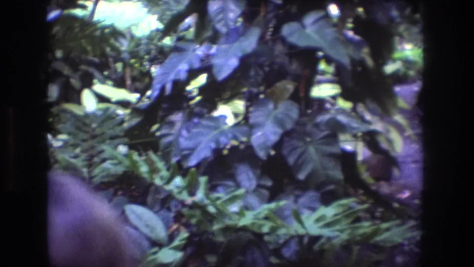 1977 Oahu 8mm frame with close handheld view of tropical leaves, ferns, shaded soil, and a partial trail edge in dense forest growth.