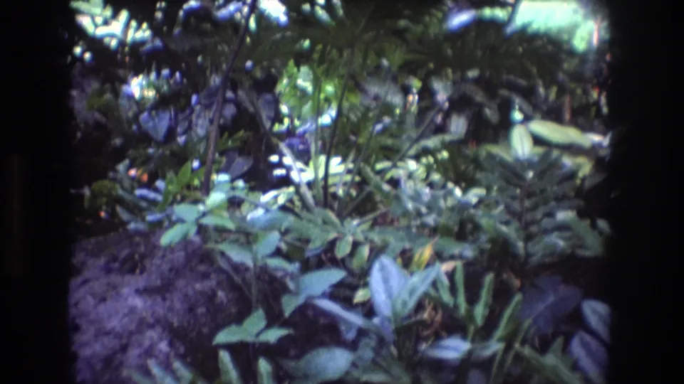 1977 Oahu home-movie frame showing leafy undergrowth, ferns, exposed soil, and layered tropical plants along a shaded forest trail.
