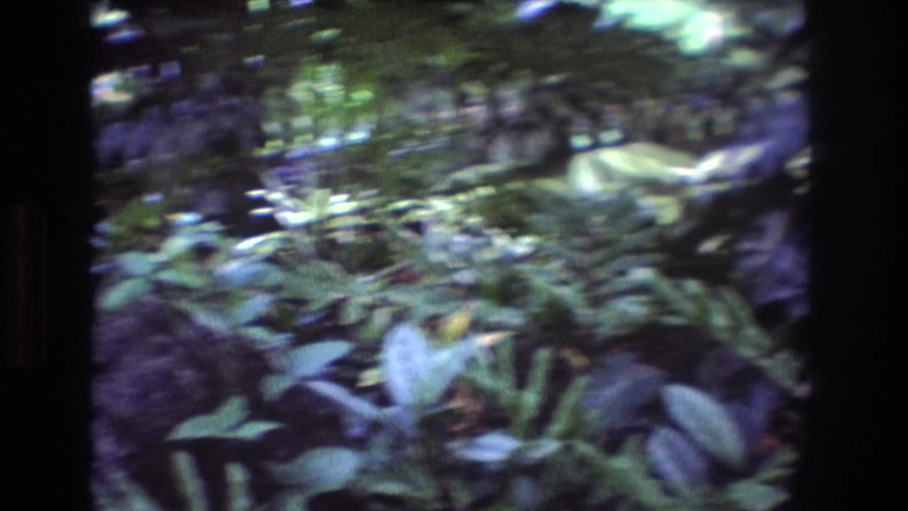 Dense tropical foliage beside a shaded path in soft-focus 8mm footage.