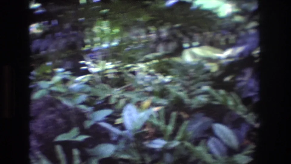 Soft-focus 1977 Honolulu home-movie frame showing dense tropical leaves and a shaded garden or forest path with no person clearly centered.