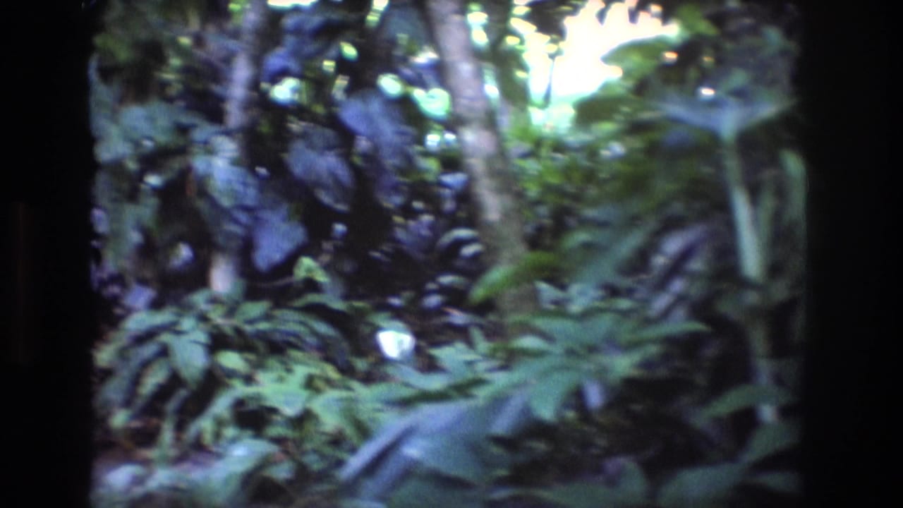 1977 Honolulu, Oahu 8mm frame showing dense tropical foliage, fern fronds, tree trunks, and filtered light in a shaded forest setting.