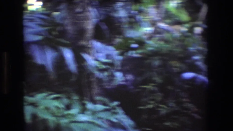 1977 Honolulu, Oahu 8mm frame with motion-blurred trees, ferns, and dense green undergrowth during a handheld forest walk.