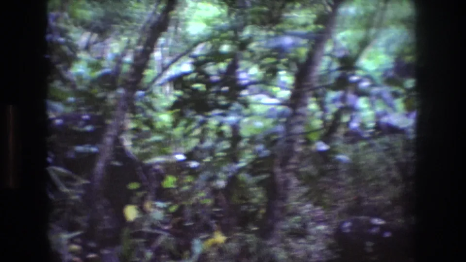 1977 Honolulu, Oahu 8mm frame showing tangled trunks, leafy plants, and shaded forest floor in a dense tropical setting.