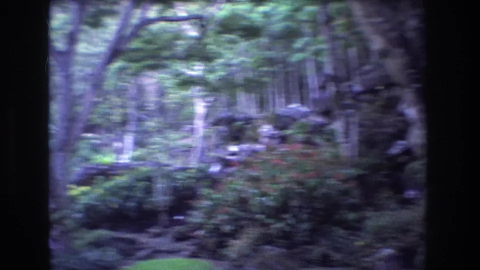A later 1977 Oahu garden frame shows dense tropical foliage, slender tree trunks, manicured shrubs, low rocks, and a small lawn area in soft 8mm focus.