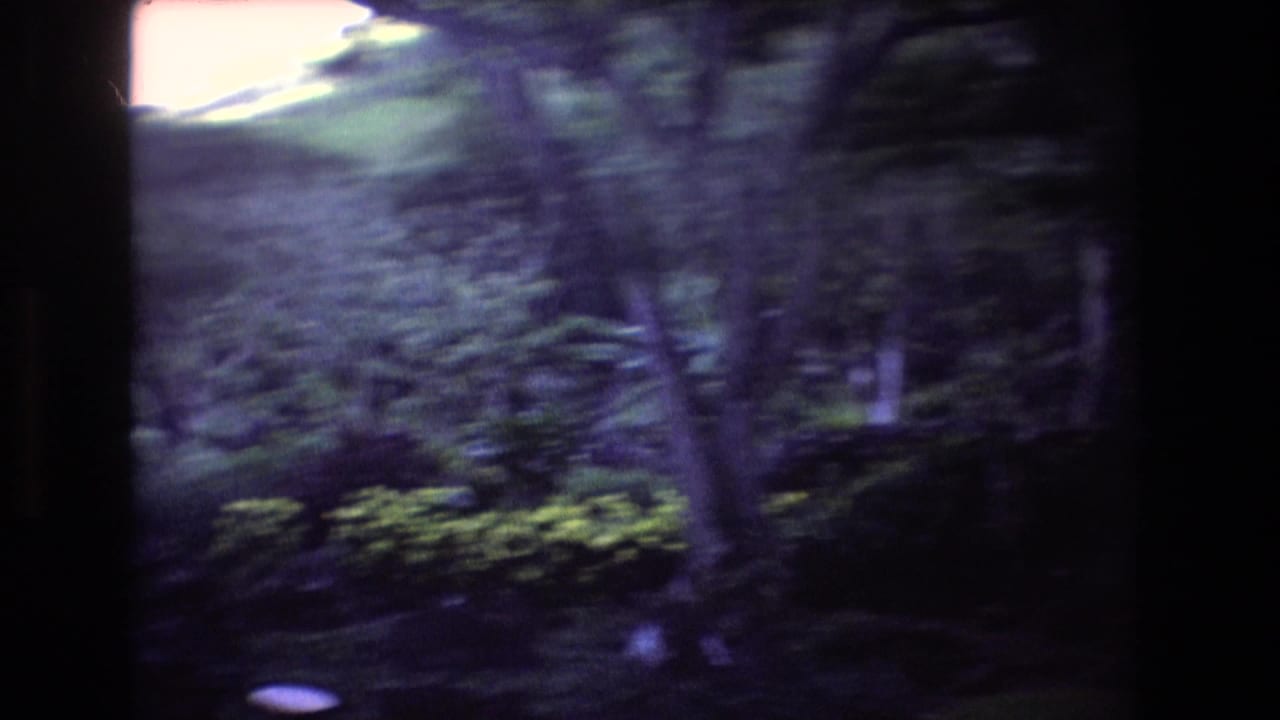 1977 Oahu 8mm frame showing dense tropical trees and shrubs beside a pale path edge, with soft focus and dark scan borders.