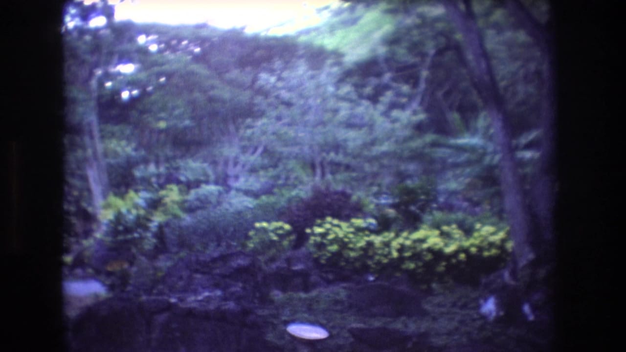 1977 Oahu home-movie frame of thick tropical foliage and low shrubs around a small visible path area, rendered with soft 8mm color shift.