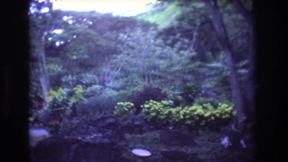 1977 Oahu home-movie frame of thick tropical foliage and low shrubs around a small visible path area, rendered with soft 8mm color shift.