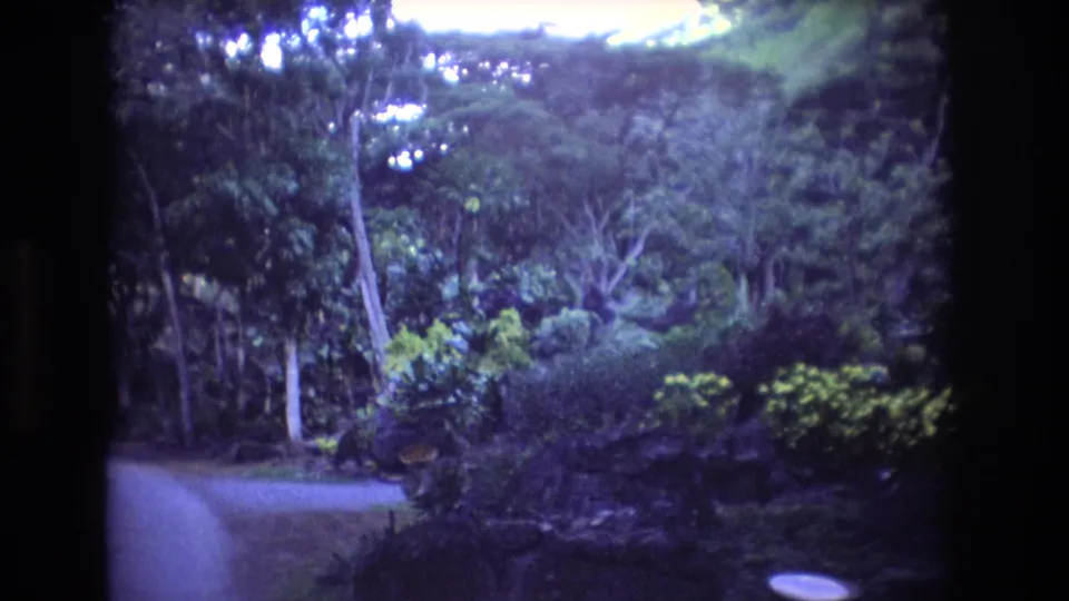 1977 Oahu 8mm frame with a pale curving path at left, dense shrubs in the center, and tall trees filling the background.