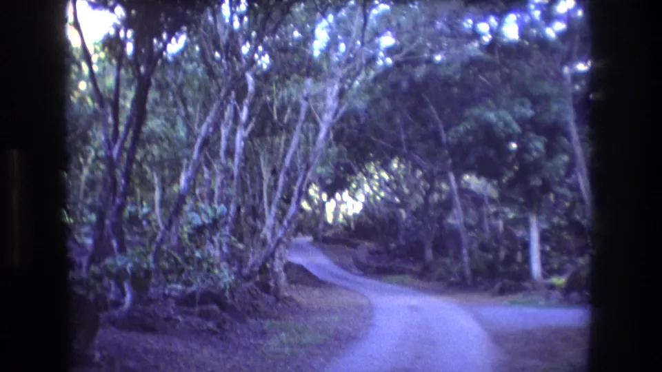 1977 Oahu home-movie frame showing a winding path through tall, close-set trees and thick tropical greenery under filtered daylight.