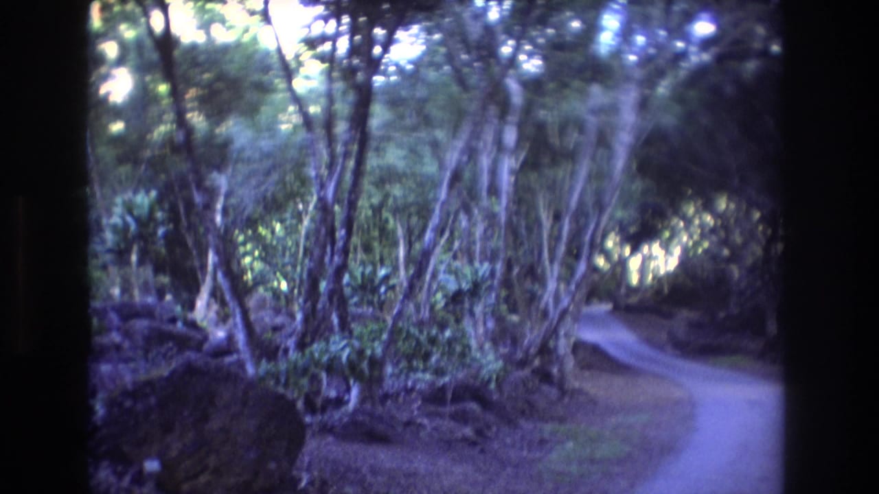 1977 Honolulu Oahu 8mm frame showing a narrow curving path bordered by dense tropical trees, shrubs, and dappled light.