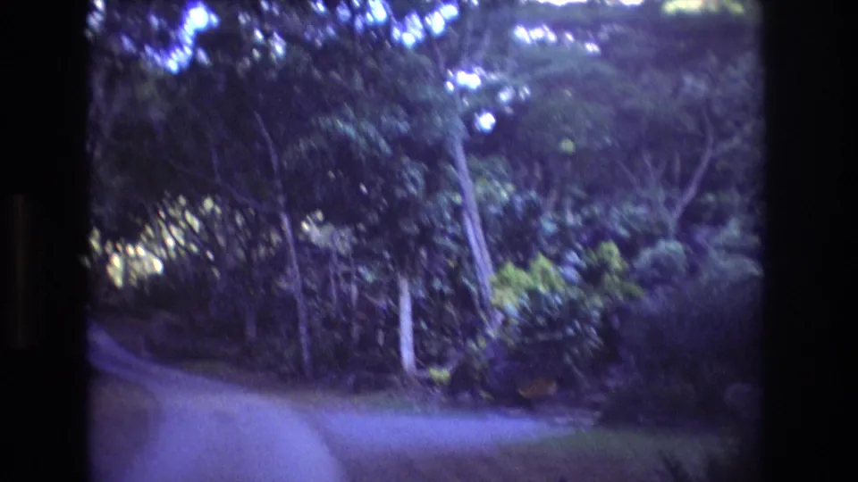 1977 Honolulu Oahu home-movie frame with a pale walkway at left, trees and shrubs ahead, and soft 8mm blur across the vegetation.