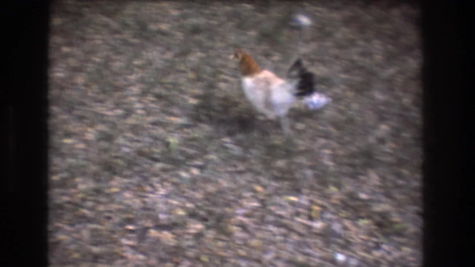 Final 8mm frame from Honolulu Oahu showing a chicken moving across a gravelly outdoor surface, with the background falling into soft focus.