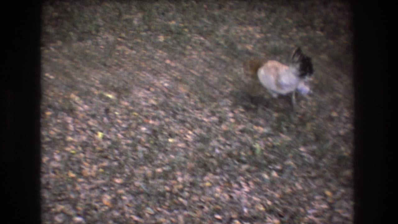 A hen and small chick forage on a leaf-strewn grassy yard in supported 1977 Honolulu, Oahu 8mm home-movie footage.