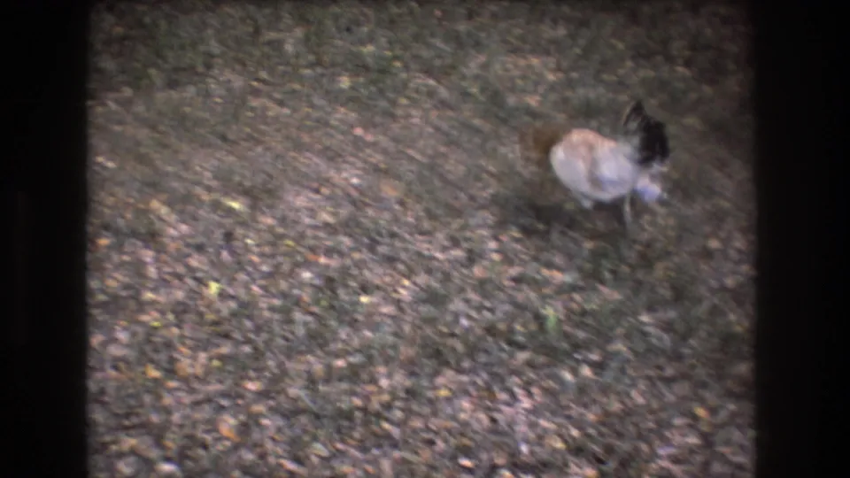 A hen and small chick forage on a leaf-strewn grassy yard in supported 1977 Honolulu, Oahu 8mm home-movie footage.