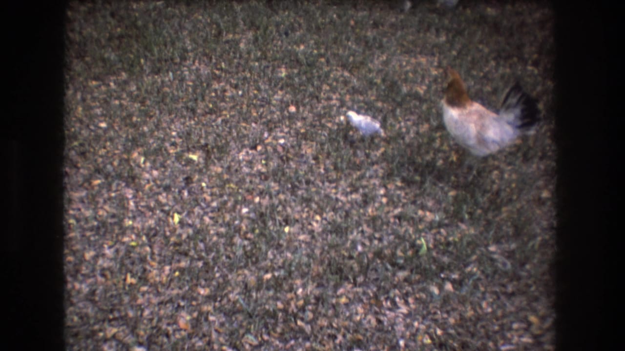 Hen near the upper right of a grassy yard with a small pale chick nearby.