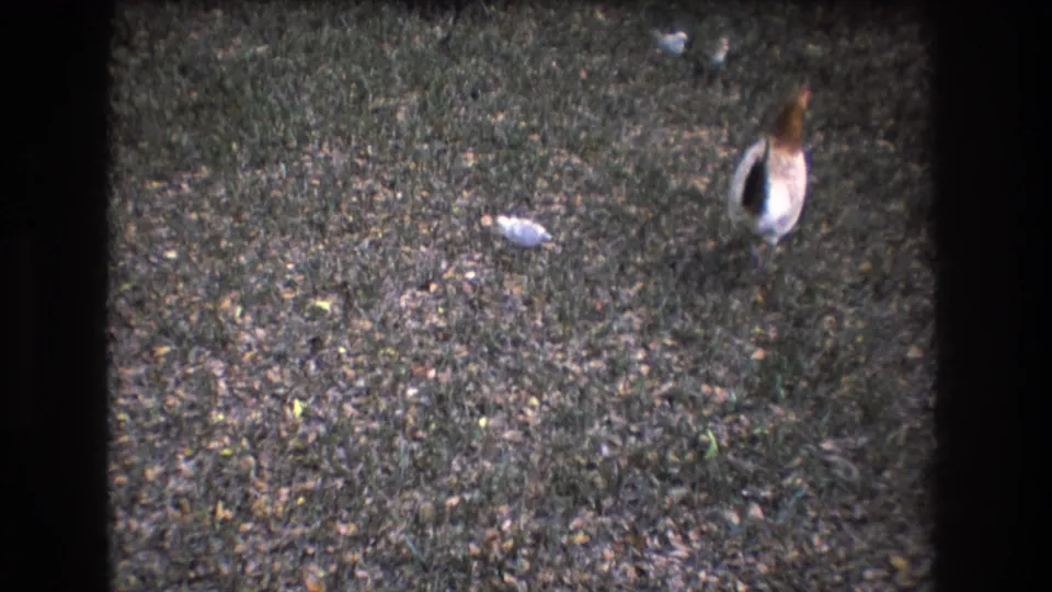 A hen stands to the right while a small chick is visible to the left on a patchy yard in supported 1977 Honolulu home-movie footage.