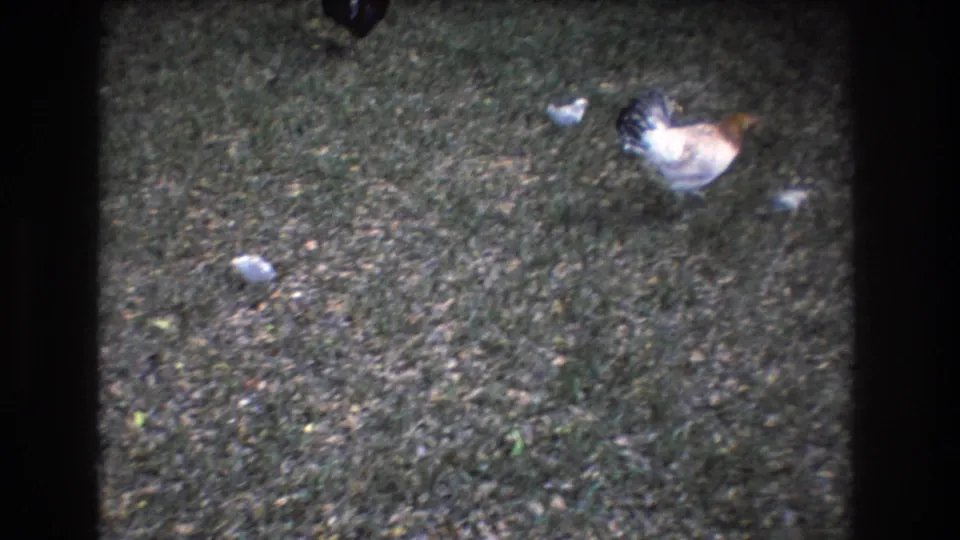 A hen forages with several small chicks across a soft, grainy yard view in 1977 Honolulu, Oahu 8mm footage.