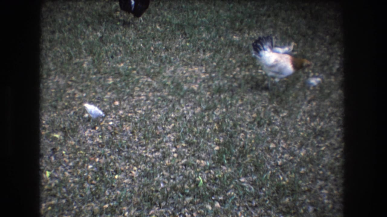 1977 Honolulu 8mm frame showing a white and brown hen and a small pale chick moving across a grassy yard with fallen leaves.