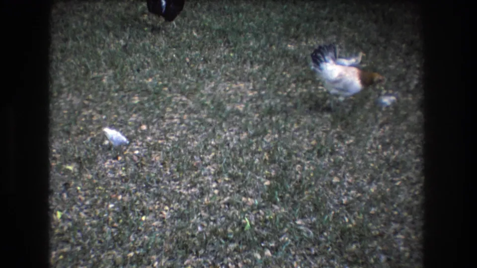 1977 Honolulu 8mm frame showing a white and brown hen and a small pale chick moving across a grassy yard with fallen leaves.