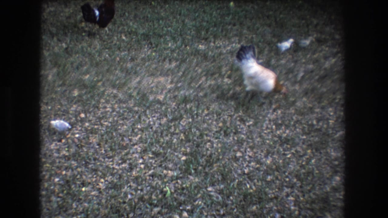 White and brown hen on grass with a small chick nearby.