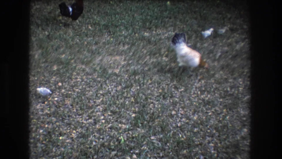 1977 Honolulu home-movie frame with a white and brown hen standing on patchy grass while a small chick appears nearby.