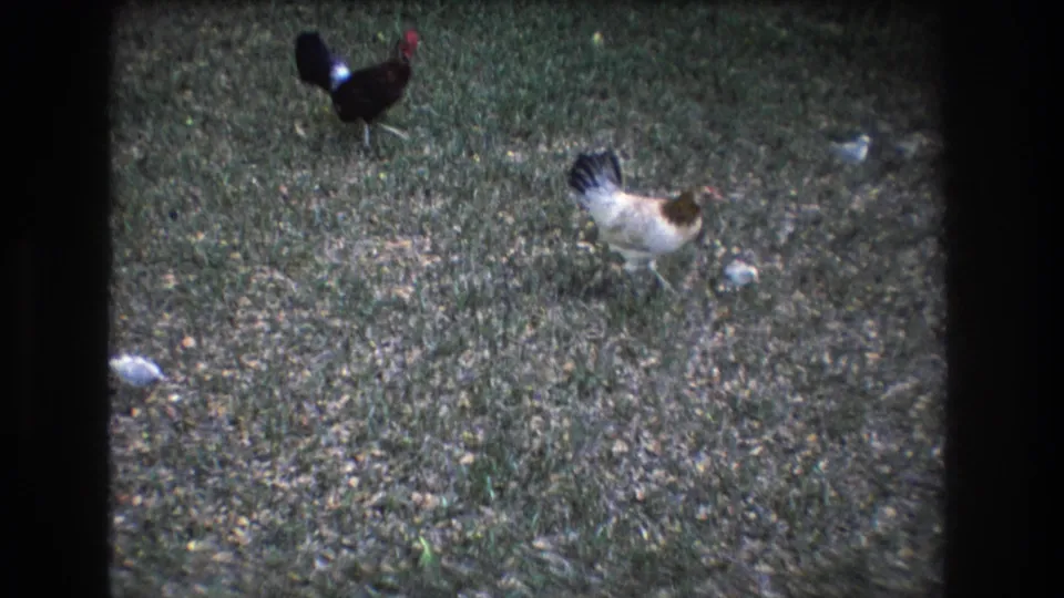 1977 Honolulu 8mm frame showing a black rooster, a white and brown hen, and small chicks scattered across a grassy yard.