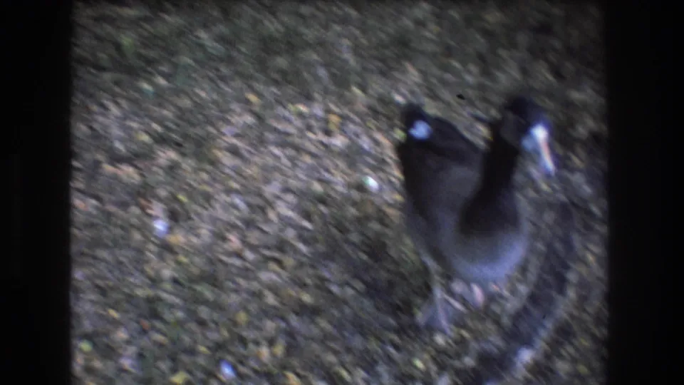 1977 Honolulu home-movie frame showing a dark-bodied duck with a white face moving close to the camera on a grassy surface.