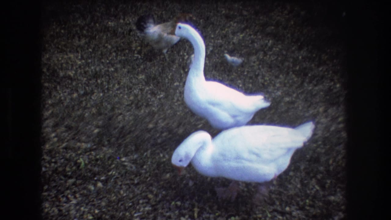 Two white geese and a smaller bird stand on gravelly, leaf-strewn ground in 1977 Honolulu home-movie footage.