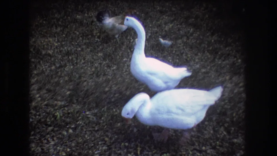 Two white geese and a smaller bird stand on gravelly, leaf-strewn ground in 1977 Honolulu home-movie footage.