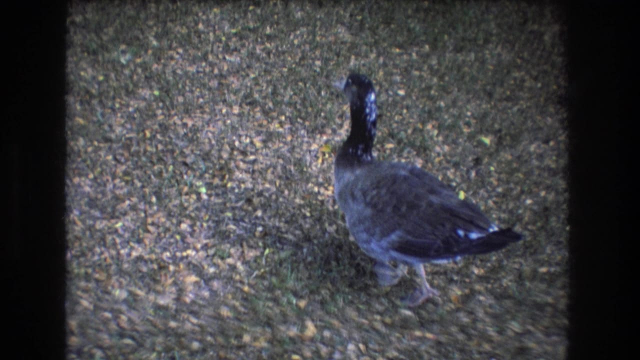 A dark-feathered goose stands in profile on leaf-covered ground in the Honolulu, Oahu 8mm footage.