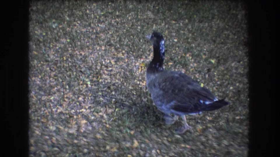 A dark-feathered goose stands in profile on leaf-covered ground in the Honolulu, Oahu 8mm footage.