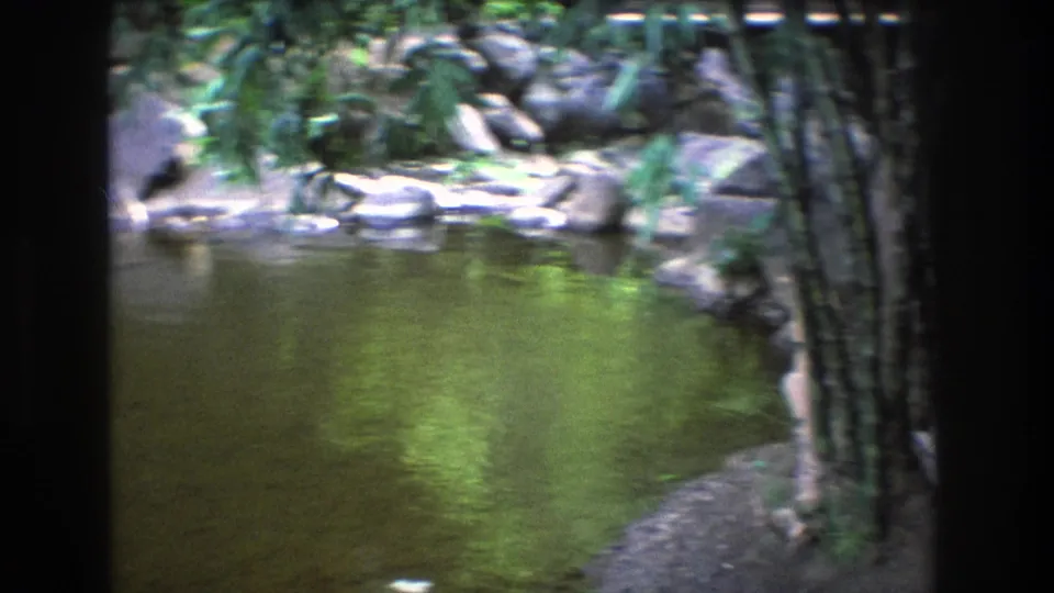 1977 Honolulu, Oahu home-movie frame showing a shaded creek bend, rocky bank, dense tropical foliage, and bamboo-like stems beside reflective water.
