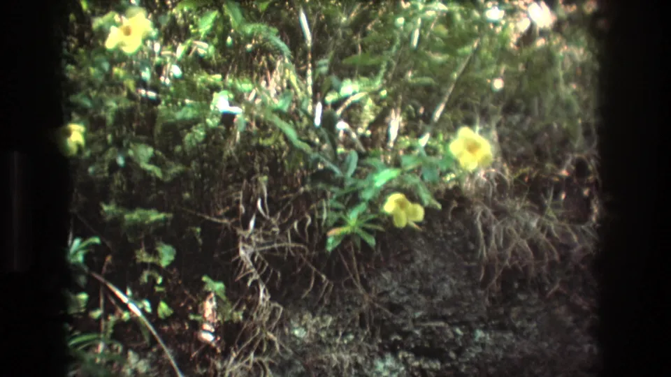 1977 Honolulu garden frame showing yellow flowers, tangled stems, leafy tropical plants, and shaded ground in soft 8mm focus.