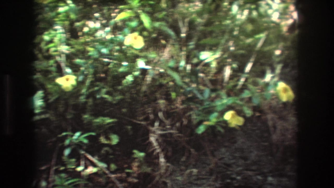 Yellow flowers among dense green tropical foliage.