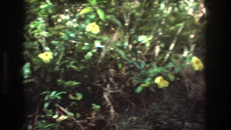 Yellow blossoms appear among dense tropical foliage in 1977 Honolulu, Oahu 8mm home-movie footage.