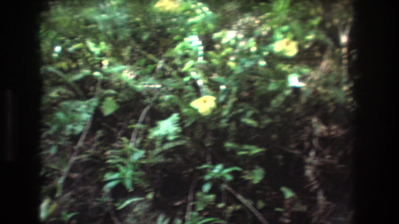 A handheld 8mm view shows yellow flowers set back in lush green foliage, consistent with the Honolulu, Oahu garden metadata.