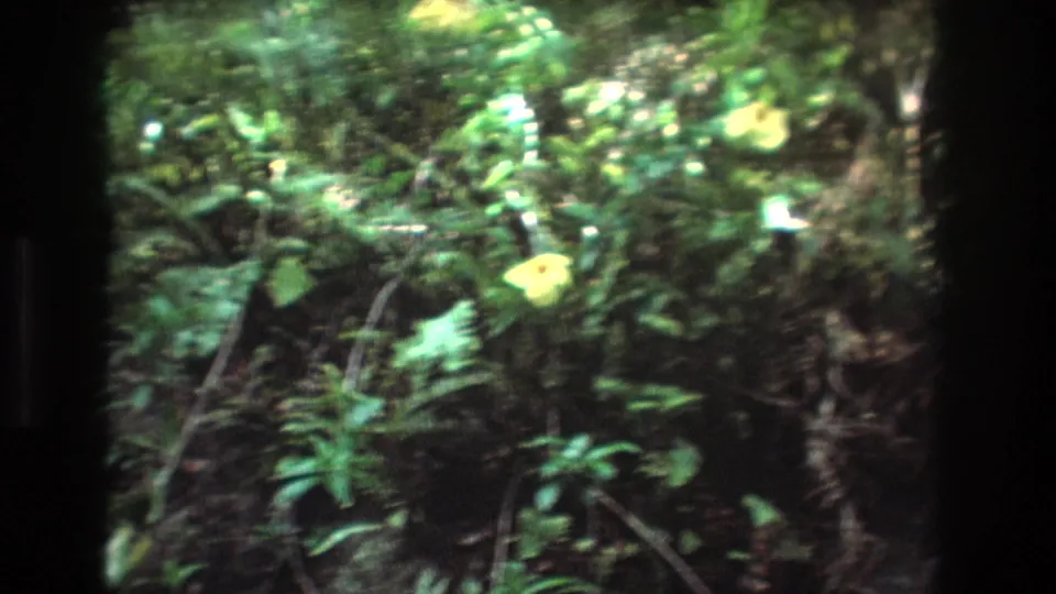 A handheld 8mm view shows yellow flowers set back in lush green foliage, consistent with the Honolulu, Oahu garden metadata.