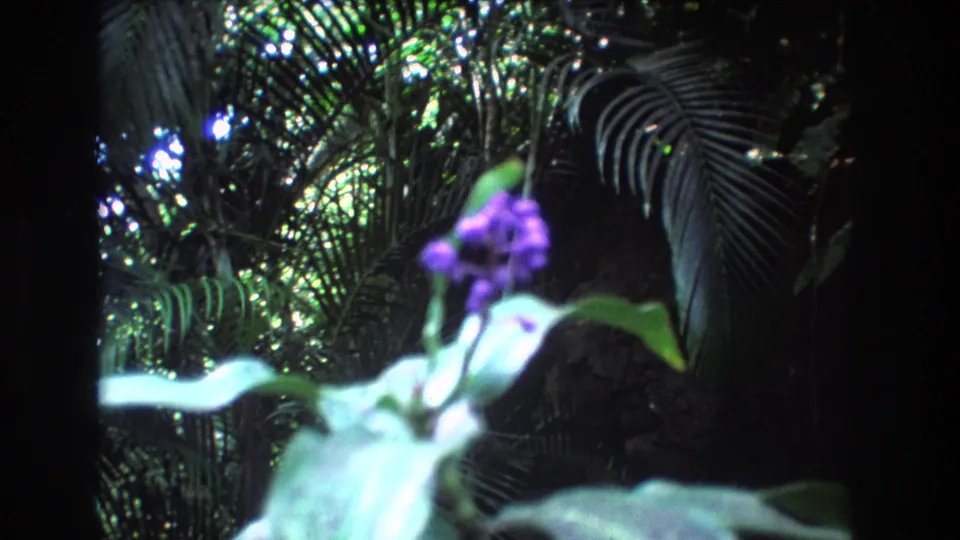 A purple tropical flower sits in soft foreground focus against palm fronds and dense greenery in the 1977 Hawaii home-movie clip.
